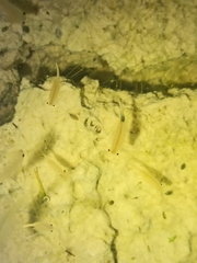 Branchipus schaefferi