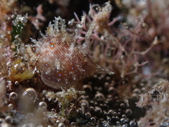 Stylocheilus polyomma