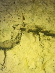 Branchipus schaefferi