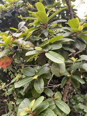 Frangula californica