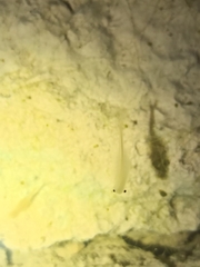 Branchipus schaefferi