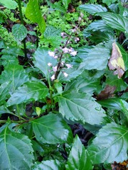 Ocimum carnosum
