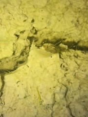 Branchipus schaefferi