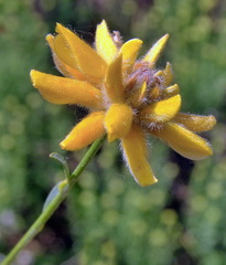 Genista umbellata