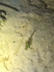 Branchipus schaefferi