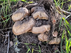 Lyophyllum decastes