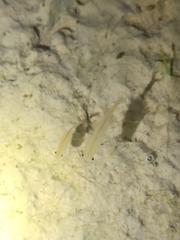 Branchipus schaefferi