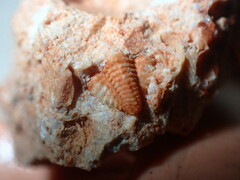 Trilobita