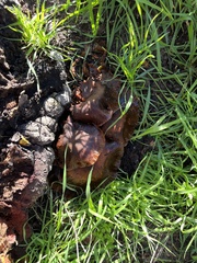 Lyophyllum decastes