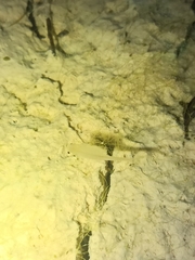 Branchipus schaefferi