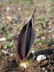 Biarum pyrami