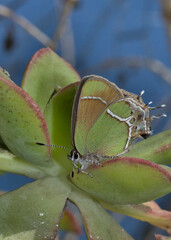 Callophrys xami