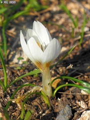 Crocus hyemalis