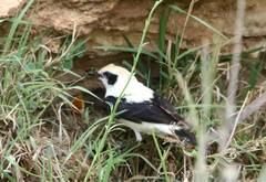 Oenanthe hispanica