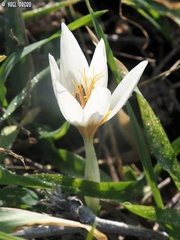 Crocus hyemalis