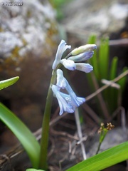 Hyacinthus orientalis