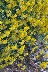 Genista umbellata