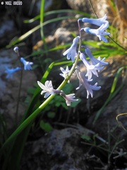 Hyacinthus orientalis