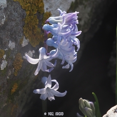 Hyacinthus orientalis