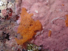 Clathrina rubra