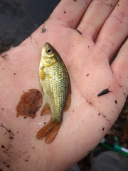 Carassius carassius