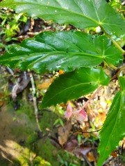 Begonia incarnata
