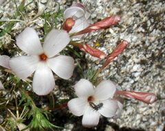 Linanthus pungens