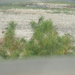 Astianthus viminalis