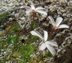 Linanthus pungens