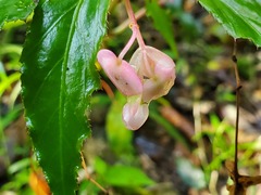 Begonia incarnata