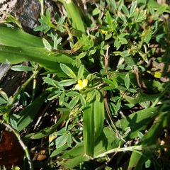 Stylosanthes
