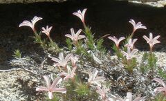 Linanthus pungens