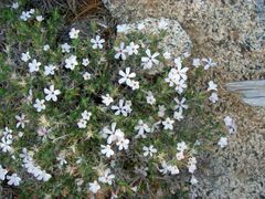 Linanthus pungens