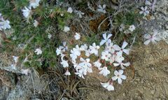 Linanthus pungens