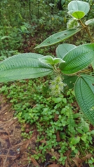Miconia dependens