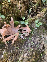 Umbilicus intermedius