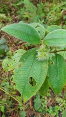Miconia dependens