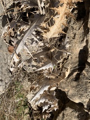 Umbilicus intermedius