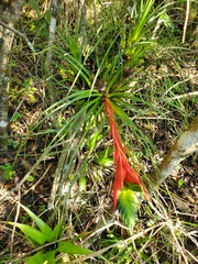 Tillandsia punctulata
