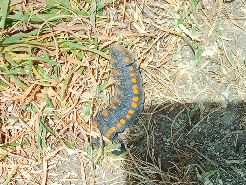 Cucullia lucifuga