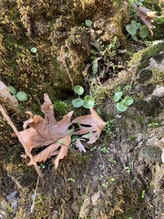 Umbilicus intermedius