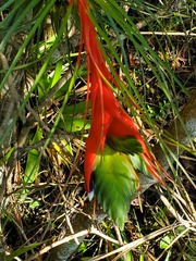 Tillandsia punctulata