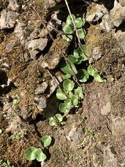 Umbilicus intermedius