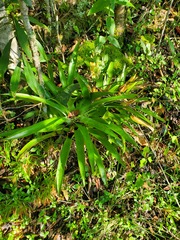 Tillandsia multicaulis