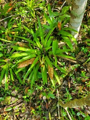 Tillandsia multicaulis
