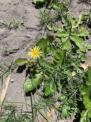 Arctotheca prostrata