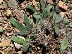 Phacelia