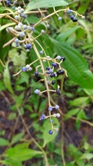 Miconia