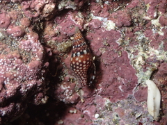 Mitrella ocellata