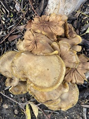 Omphalotus olivascens